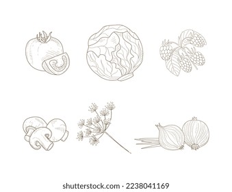 Hand Drawn Vegetables and Agricultural Crop with Tomato, Cabbage, Raspberry, Mushroom, Onion Vector Set