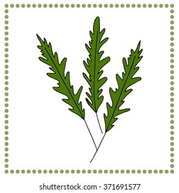 Hand drawn vegetables. Hand drawn arugula.