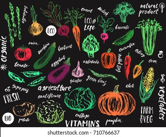 Hand drawn vegetables. Asparagus; artichoke; onion; tomato; potato; cabbage; cauliflower; garlic; pumpkin; zucchini; corn; bell pepper; beans; eggplant; celery; beet; carrot; cucumber; chili; radish