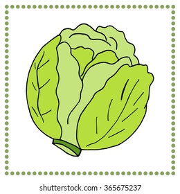 Hand drawn vegetables. Hand drawn cabbage.