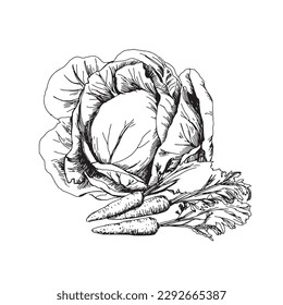 Hand drawn vegetables. Cabbage. Black and white vector illustration, isolated on white background