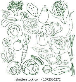 hand drawn vegetables collection isolated on white background. Vector illustration