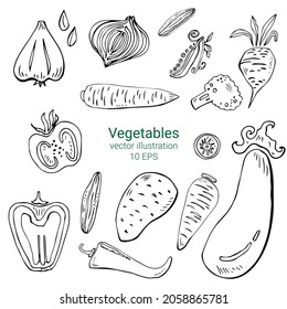 Hand drawn vegetables doodle sketch on white.