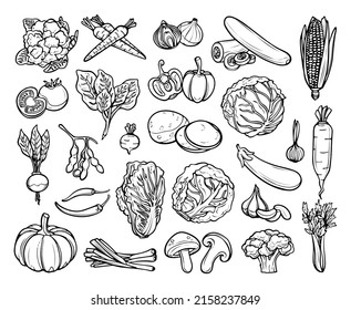 Hand drawn vegetables in doodle style vector isolated on white background