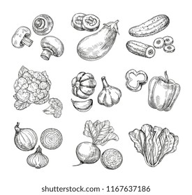 Hand drawn vegetables. Garden cauliflower, pepper and eggplant, champignons. Fresh vegan products. Sketch vegetable vector isolated set. Illustration of champignon and cucumber, cabbage and mushroom