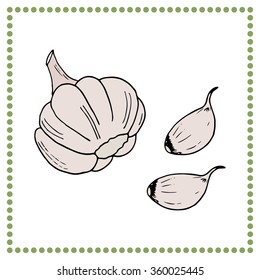 Hand drawn vegetables. Hand drawn garlic.