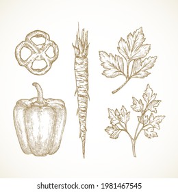 Hand Drawn Vegetables and Herbs Vector Illustrations Collection. Parsley Leaves and Root and Bell Pepper Sketches Set. Natural Food Doodles. Isolated.