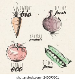 Hand drawn vegetables illustration. Retro vintage style vegetables collection. Typographic signals and symbols for vegetables design. Hand lettering.