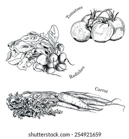 Hand drawn vegetables ink sketches set. Isolated carrot, raddish, tomatoes