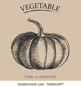 Hand drawn vegetables isolated on beige background. Sketches of pumpkin retro style vector illustration.