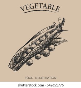 Hand drawn vegetables isolated on beige background. Sketches of peas retro style vector illustration.