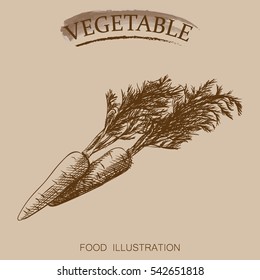 Hand drawn vegetables isolated on beige background. Sketches of carrot retro style vector illustration.