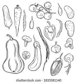 Hand drawn vegetables on white background. Vector sketch  illustration.  
