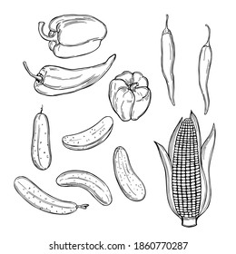 Hand drawn vegetables on white background.Corn, cucumbers, sweet pepper. Vector sketch  illustration. 