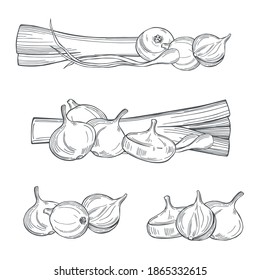 Hand drawn vegetables on white background. Onions and leeks. Vector sketch  illustration. 