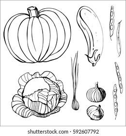 Hand drawn vegetables. Pumpkin, cabbage, eggplant, onions, beans. Vector illustration