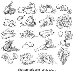 Hand Drawn Vegetables Set.  Collection of  food sketch. Vector illustration