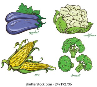 Hand Drawn Vegetables Set. Corn, cauliflower, broccoli, eggplant isolated on white background. Vector illustration