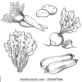 Hand Drawn Vegetables Set. Lettuce, carrot, beet, radish, zucchini, potatoes isolated on white background. Vector illustration