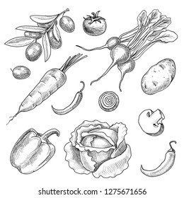 Hand drawn vegetables set. Sketch collection of olives, potatoes, pepper, tomato, radish, cabbage. Vector illustration