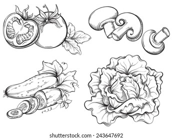 Hand Drawn Vegetables Set. Tomato, cucumber, mushrooms, cabbage isolated on white background. Vector illustration