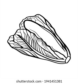 hand drawn vegetables. vektor, icon