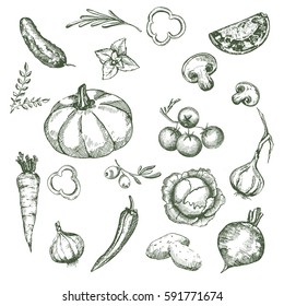 Hand drawn vegetables vintage illustrations set. Healthy eating illustration. Mushrooms, beet, carrot, pumpkin, cherry tomatoes, cabbage, garlic, herbs, olives, potatoes, onion, pepper.