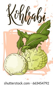 Hand drawn vegetarian illustration. Isolated kohlrabi element. Vector sketch for card or poster