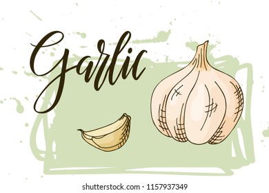 Hand drawn vegetarian illustration. Isotaled garlic element. Vector sketch for card or poster