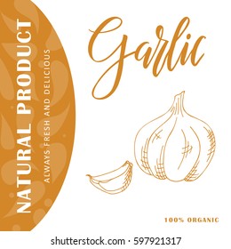 Hand drawn vegetarian illustration. Isotated garlic element. Vector sketch for card or poster.