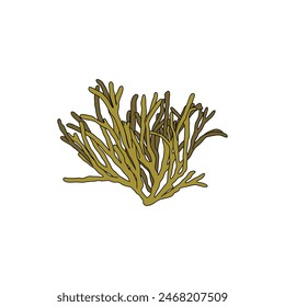 Hand drawn Velvet horn or spongeweed seaweed Codium tomentosum algae graphic illustration. Natural drawing