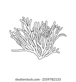 Hand drawn Velvet horn or spongeweed seaweed Codium tomentosum algae graphic illustration. Natural drawing