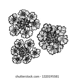 Hand drawn verbena flowers. Retro isolated sketches. Vintage figure. Linear graphic design. Black and white image. Vector illustration.
