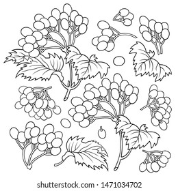 Hand drawn viburnum. Set of objects. Cartoon vector abstract illustration.