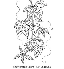 Hand drawn vine branch, grape leaves illustration for coloring books in vector.