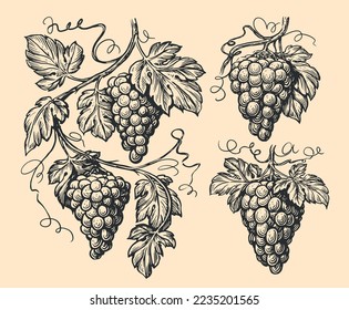 Hand drawn vine, grape bunches and leaves. Grapevine pattern set sketch. Vineyard vector illustration vintage engraving