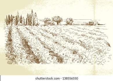 hand drawn vineyard