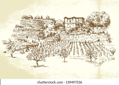 hand drawn vineyard
