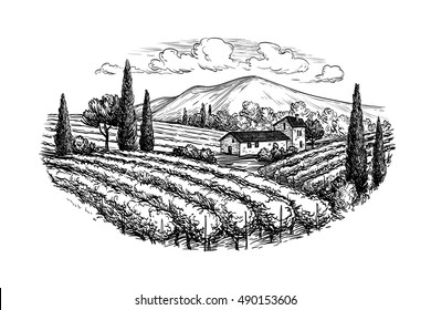 Hand drawn vineyard landscape  Isolated white background  Vintage style vector illustration 