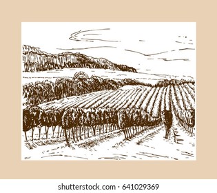 Hand drawn vineyard landscape. Vintage style vector illustration. Wide view of vineyard. Vineyard landscape panorama.
