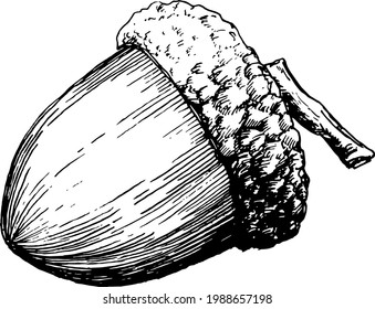 Hand Drawn Vintage Acorn Doodle Monochromatic Line Art Illustration