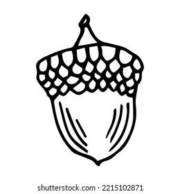 Hand Drawn Vintage Acorn Doodle Monochromatic Line Art Illustration