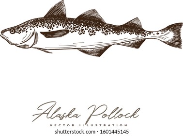 Hand Drawn Vintage Alaska Pollock Illustration