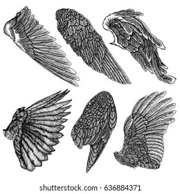 Hand drawn vintage angel or bird wings set. Heraldic wings for tattoo and mascot design. Isolated sketch collection vector. 