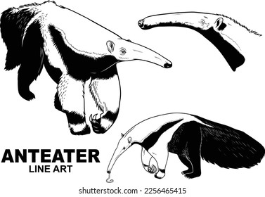 Hand drawn vintage Anteater premium vector