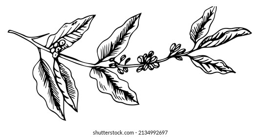 Hand drawn vintage big coffee-tree branch with coffee berries and leaves. Illustration. Decoration of a coffee house or coffee shop. Pencil drawn in vintage engraving style. On white background