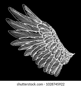 Hand drawn vintage bird wing. Sketch vector.