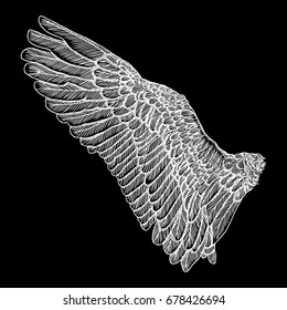 Hand drawn vintage bird wing. Sketch vector.