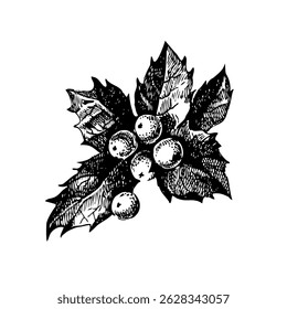 Hand drawn vintage Christmas holly branch with berry. Happy New Year vector illustration