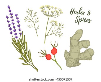 Hand drawn vintage clip art - herbs and spices. Organic drug plants. Botanical illustrations. Vector 